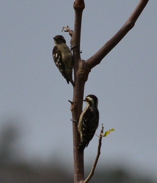 Brown-capped Pygmy Woodpecker - ML34982151