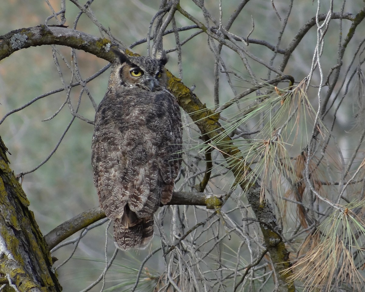 Great Horned Owl - ML34982381