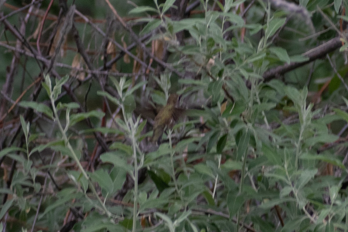 Broad-tailed Hummingbird - ML349824451
