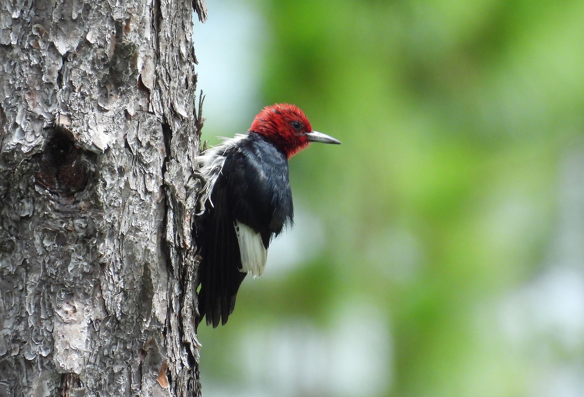 Red-headed Woodpecker - ML349827651