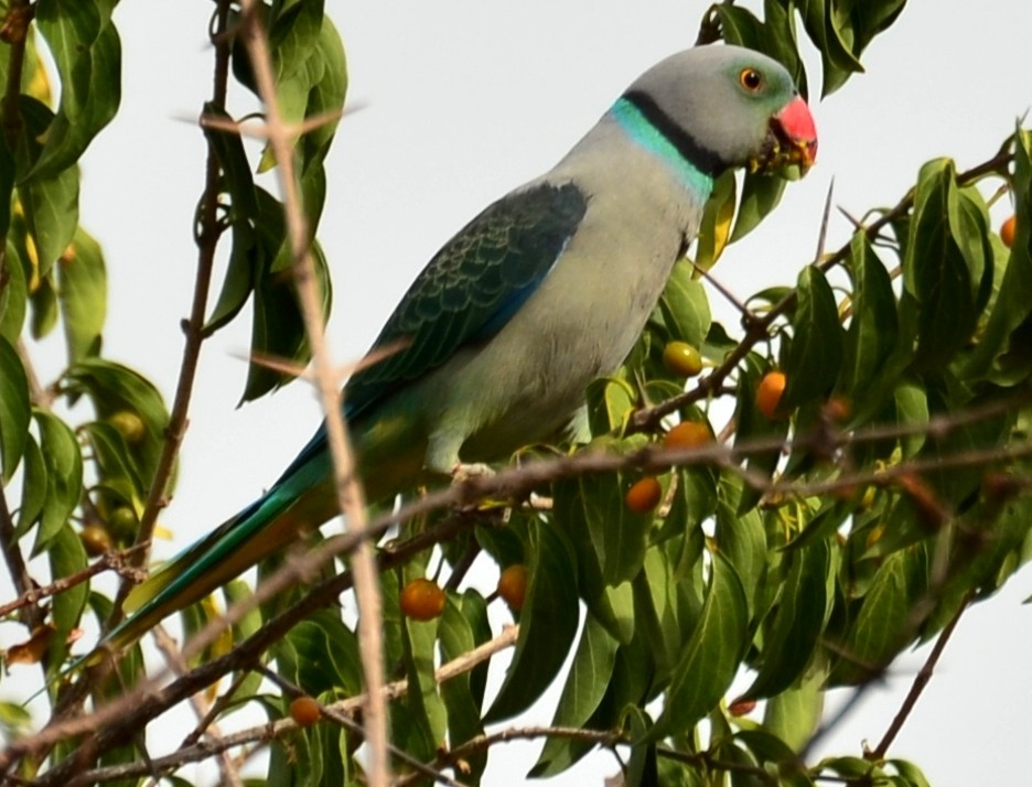 Malabar Parakeet - ML34982781