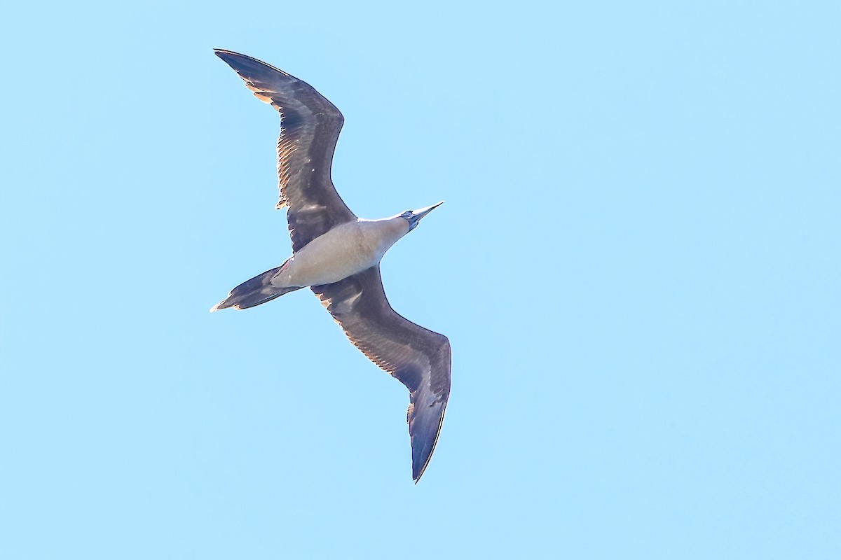 Red-footed Booby (Eastern Pacific) - Evi Meyer