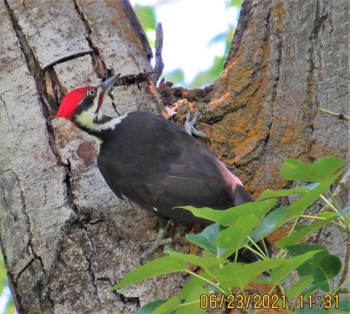 Pileated Woodpecker - ML349833451