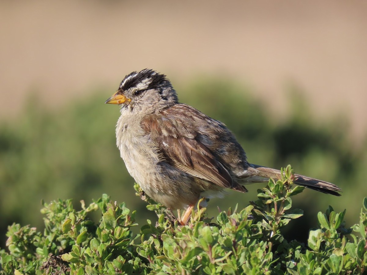 White-crowned Sparrow - ML349838461