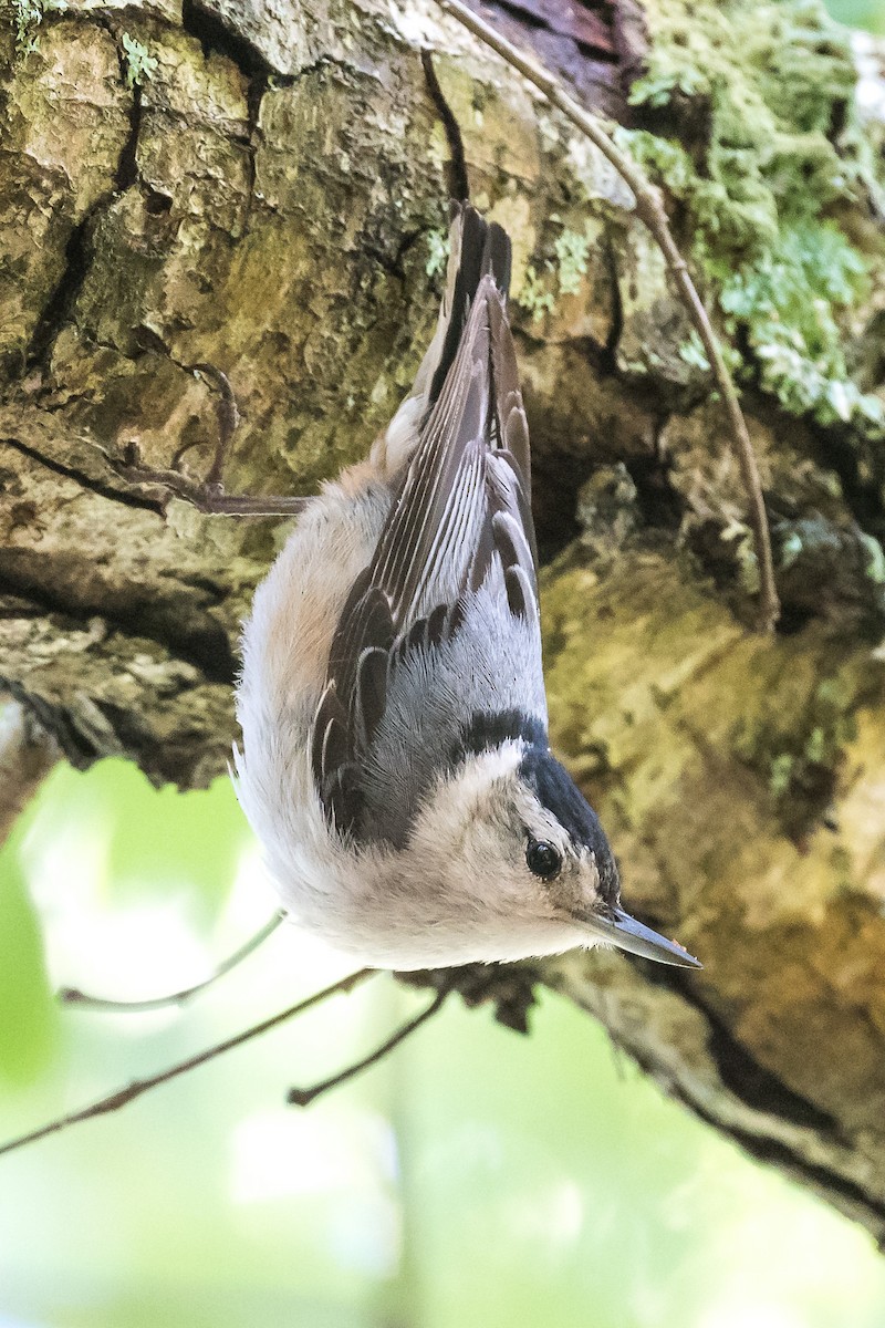 White-breasted Nuthatch - Nancy Larrabee