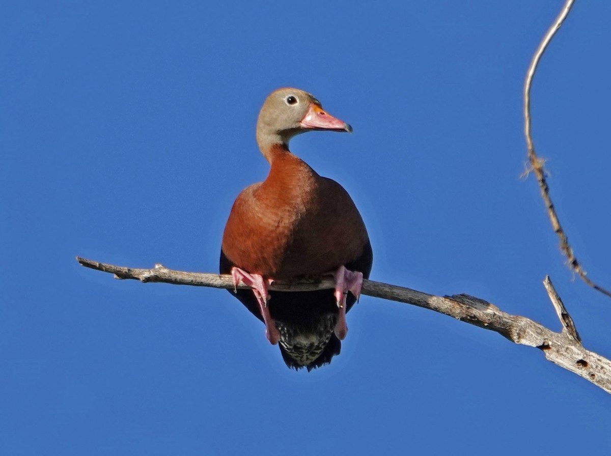 Black-bellied Whistling-Duck - Cathy Beck