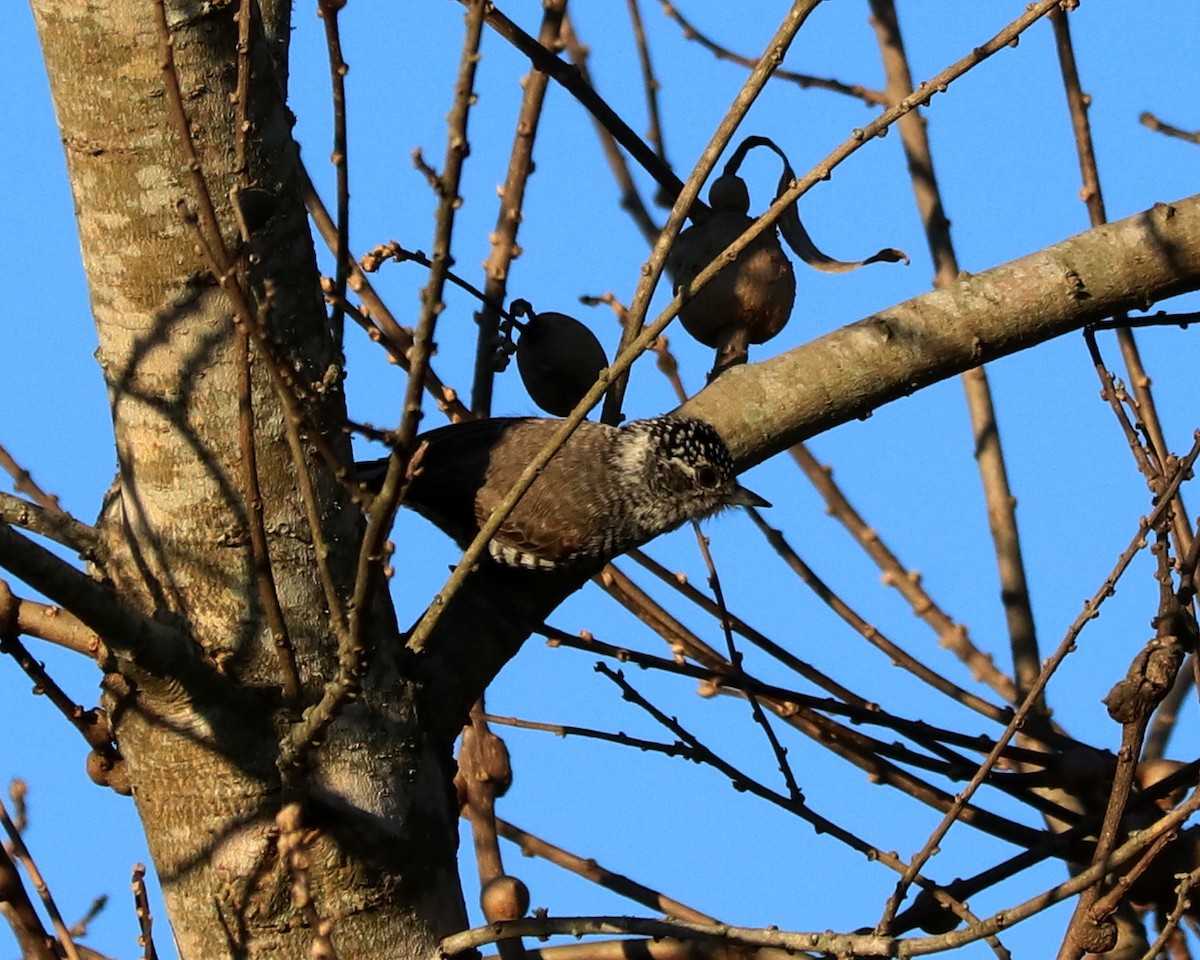 White-barred Piculet - ML349847521