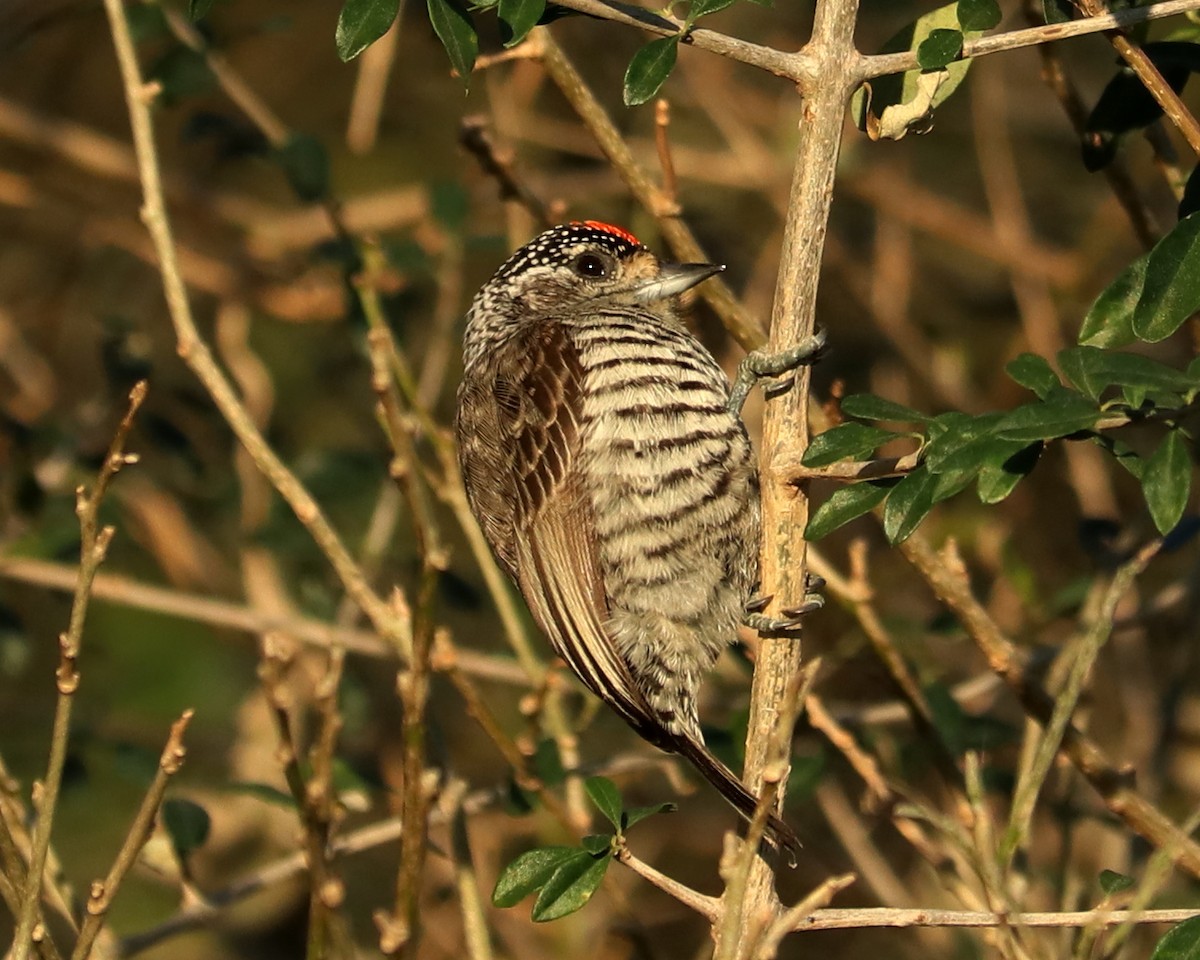 White-barred Piculet - ML349847891