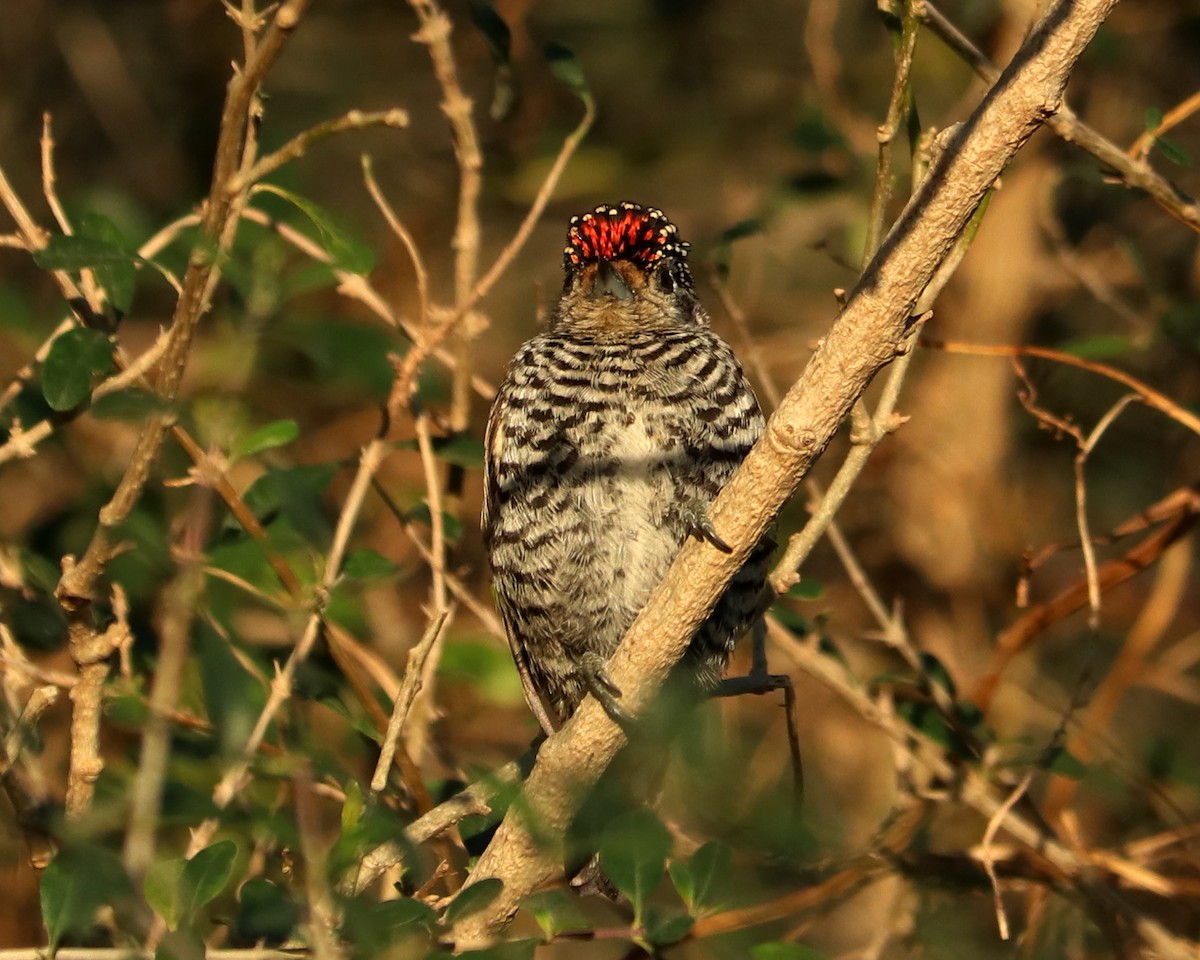 White-barred Piculet - ML349848241