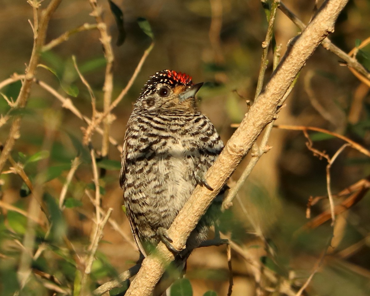 White-barred Piculet - ML349848251