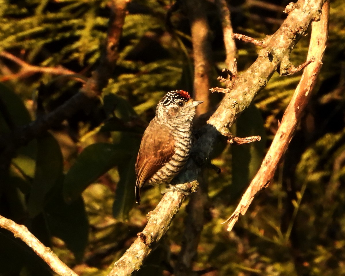 White-barred Piculet - ML349849411