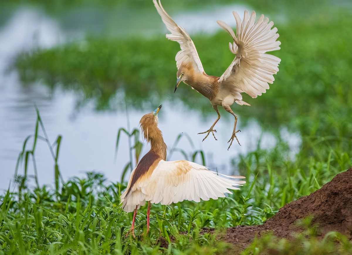 Indian Pond-Heron - Rakesh Das