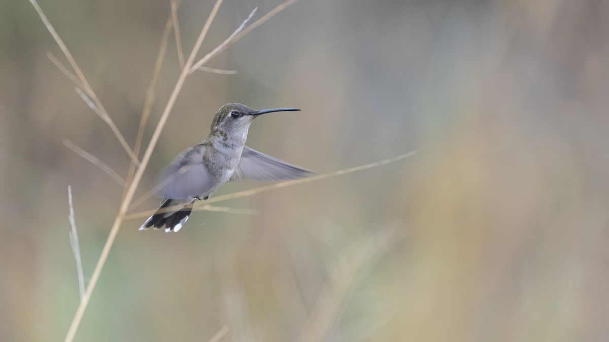 Black-chinned Hummingbird - Bryan Calk