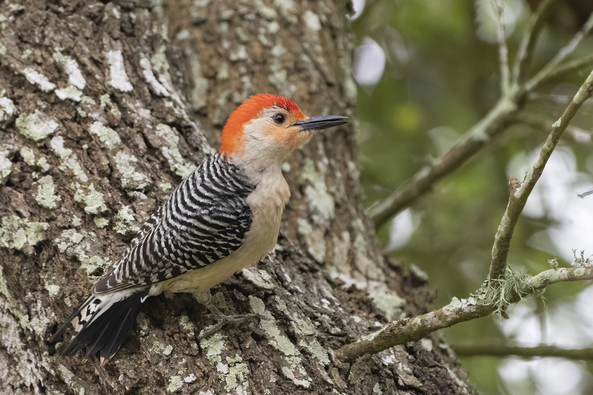 Red-bellied Woodpecker - ML349858351