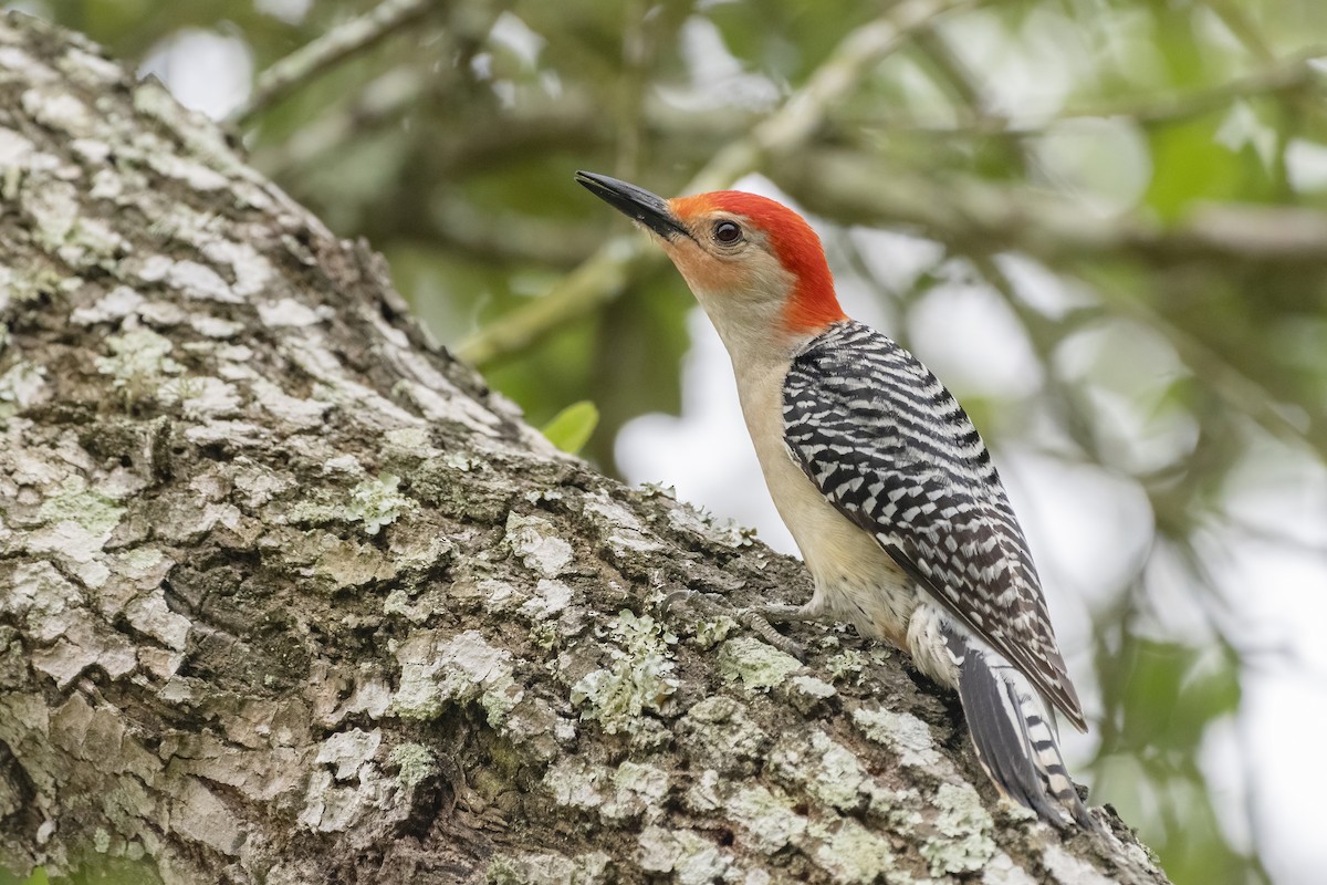 Red-bellied Woodpecker - ML349858441