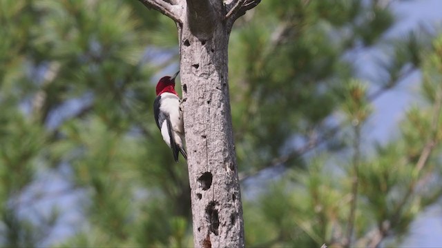 Red-headed Woodpecker - ML349859391