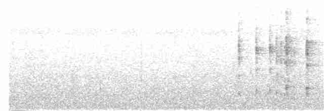 Todirostre noir et blanc - ML349866491