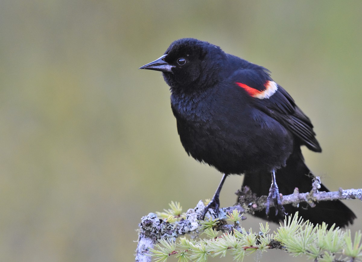 Red-winged Blackbird - Jason Vassallo