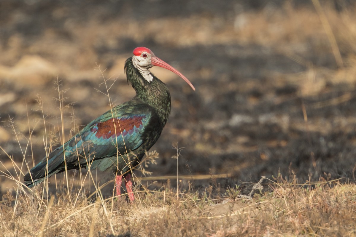 ibis jihoafrický - ML349870831