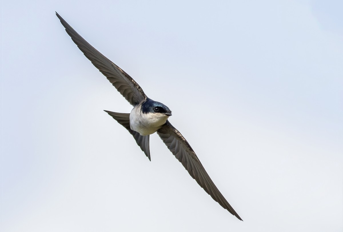 Chilean Swallow - Filipe Bernardi
