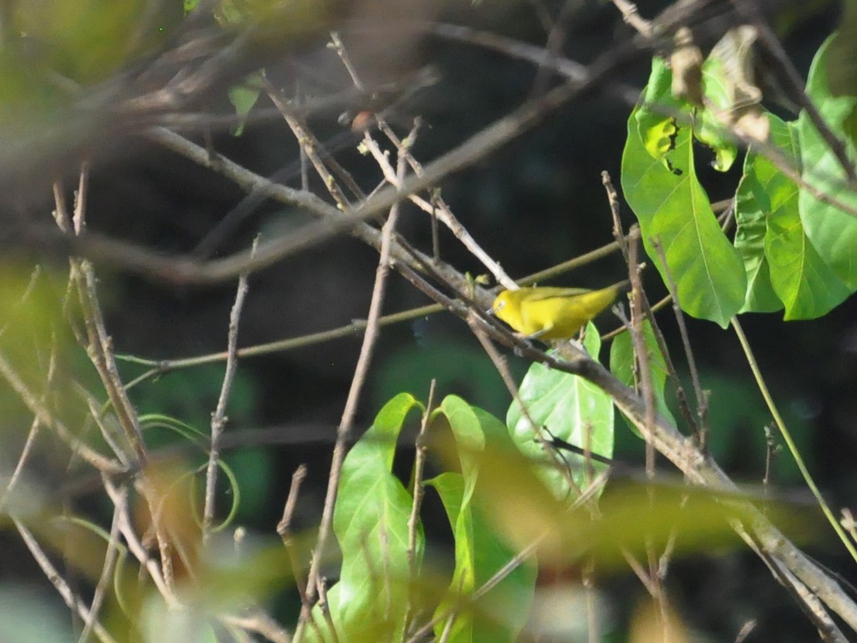 Forest White-eye - Andres Angulo Rubiano