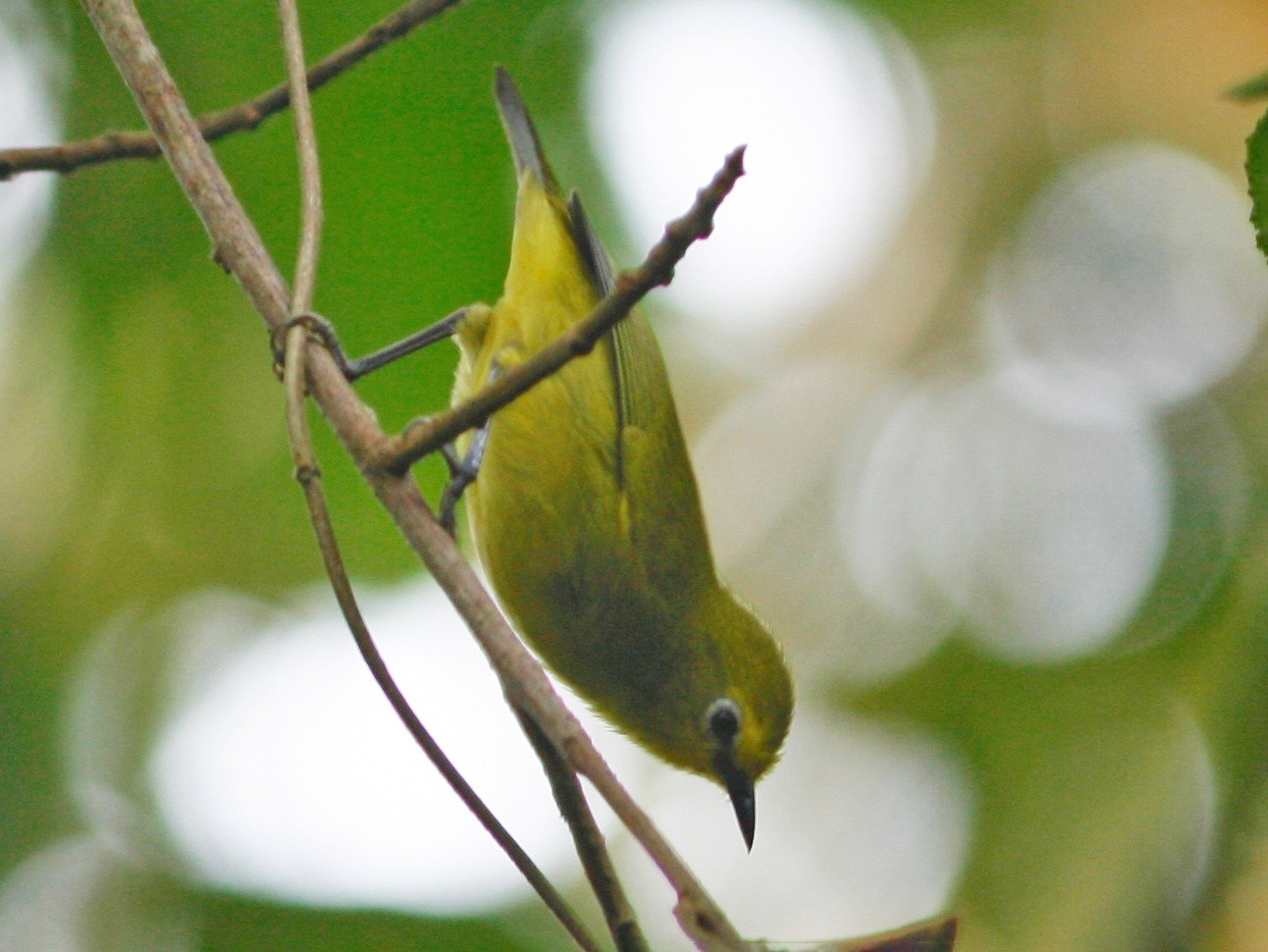 Forest White-eye - Oscar Johnson