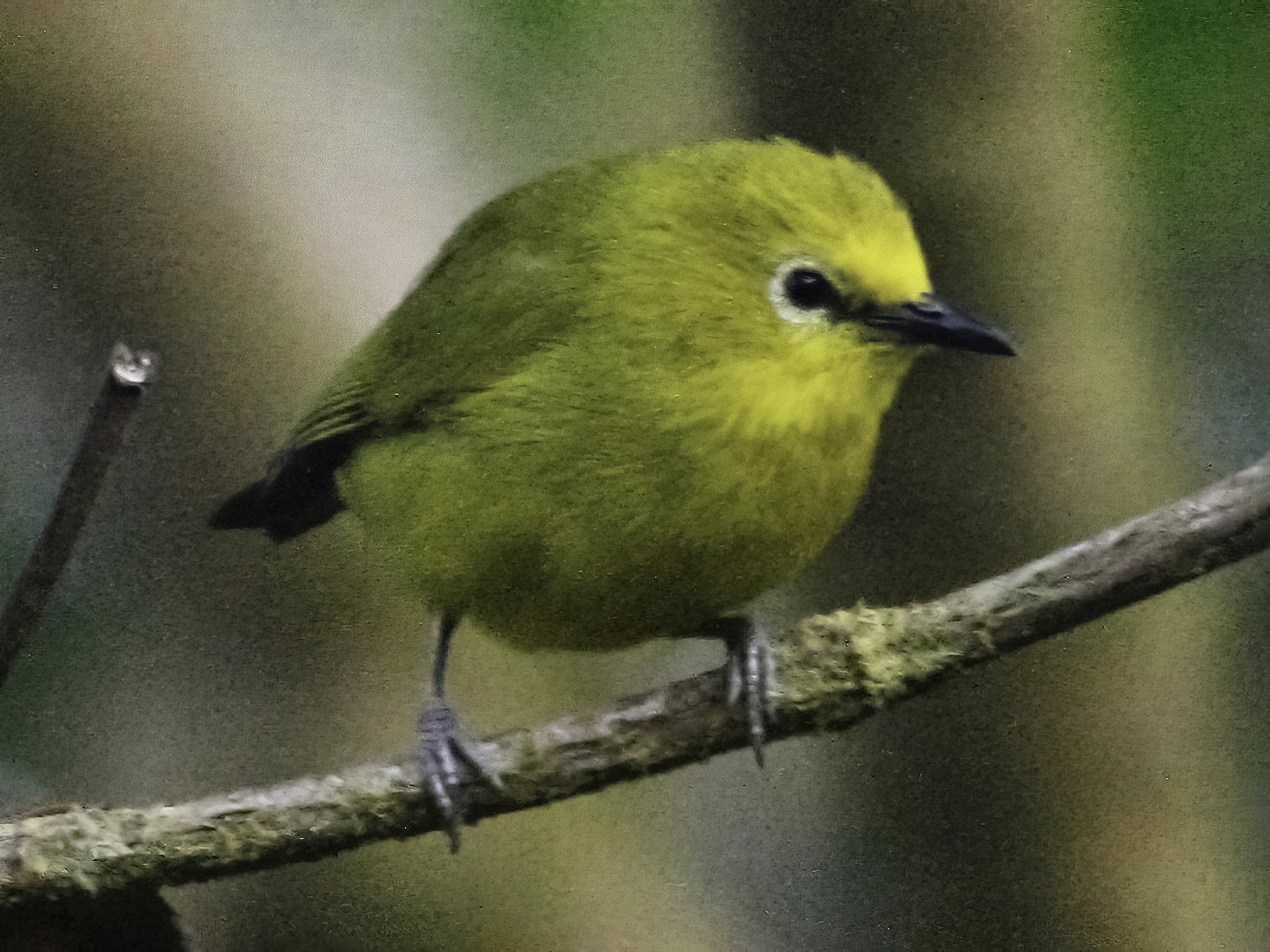 Forest White-eye - Oscar Johnson