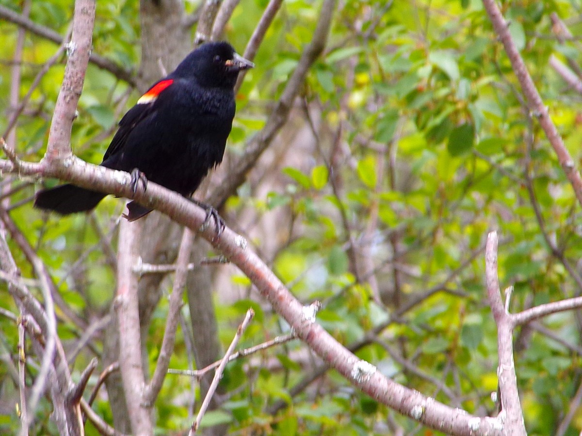 Red-winged Blackbird - ML349880321