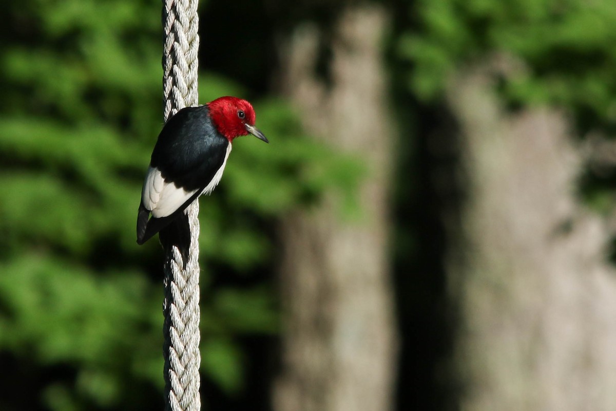Red-headed Woodpecker - ML349883381