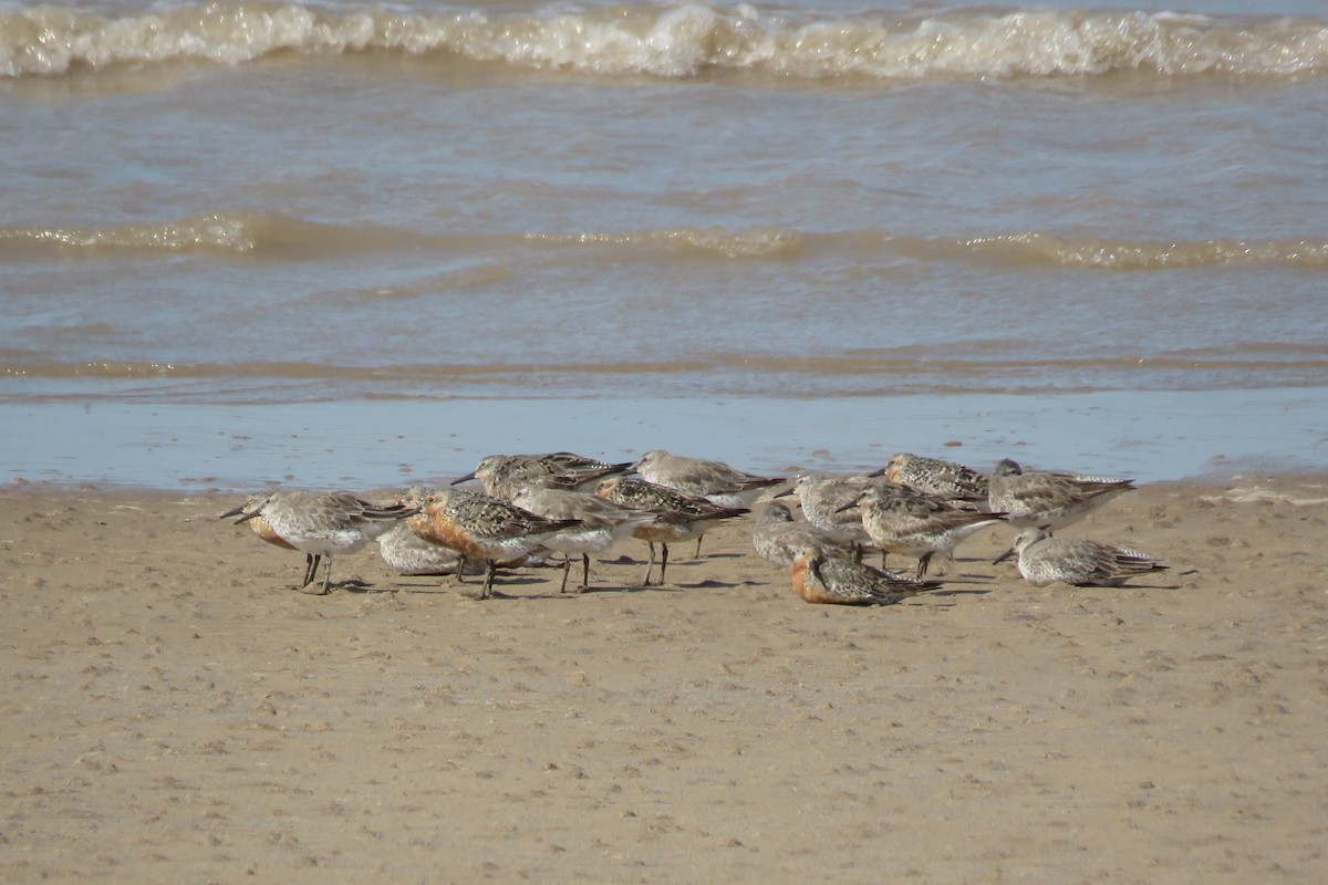 Red Knot - ML349883611