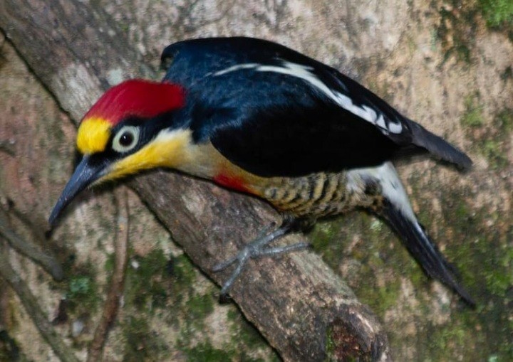 Yellow-fronted Woodpecker - Elisa Focante