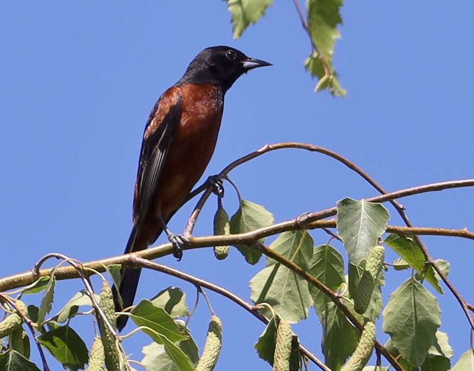 Orchard Oriole - ML349890671