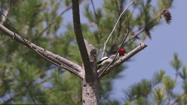 Red-headed Woodpecker - ML349900501