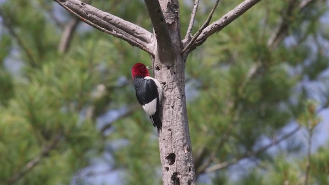 Red-headed Woodpecker - ML349901281