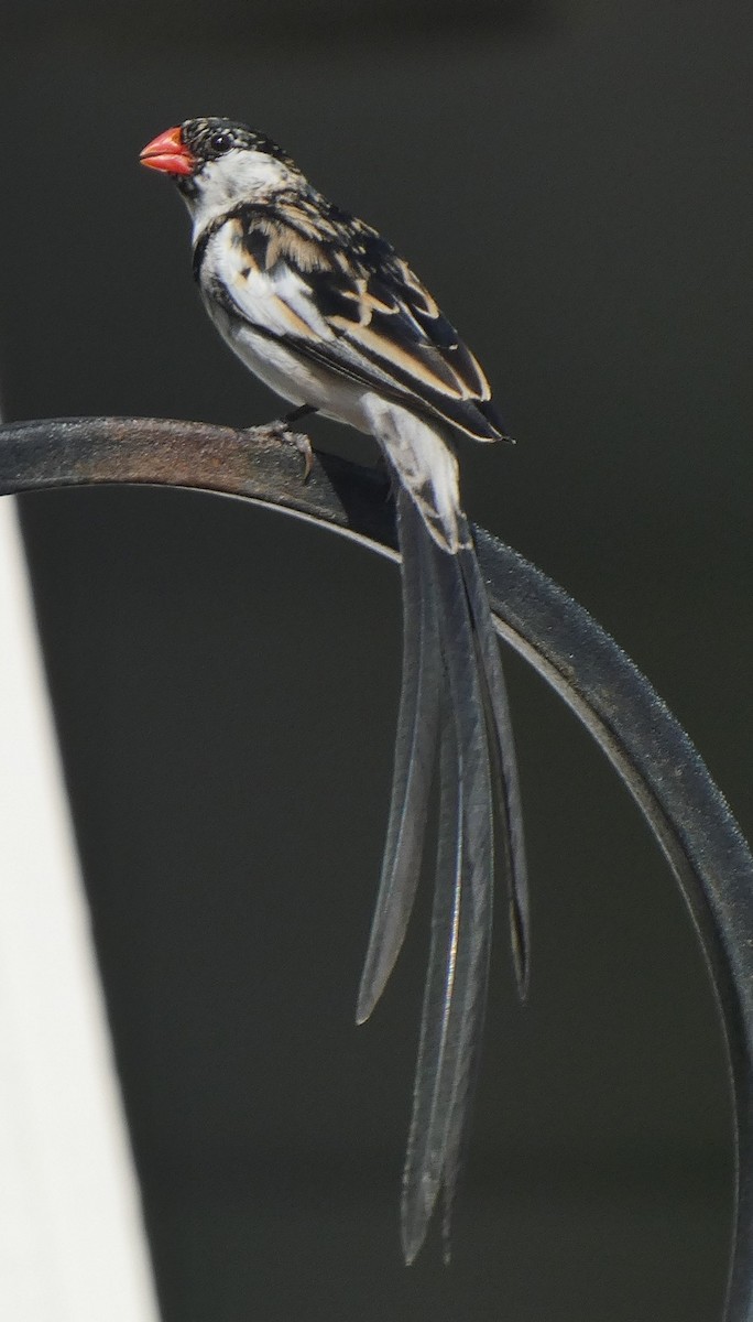 Pin-tailed Whydah - Braxton Landsman
