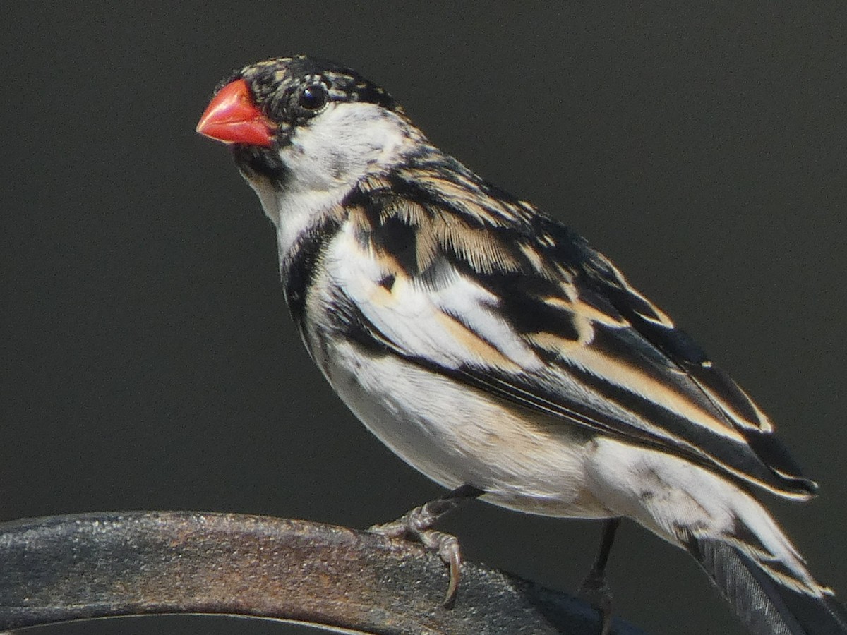Pin-tailed Whydah - ML349901601