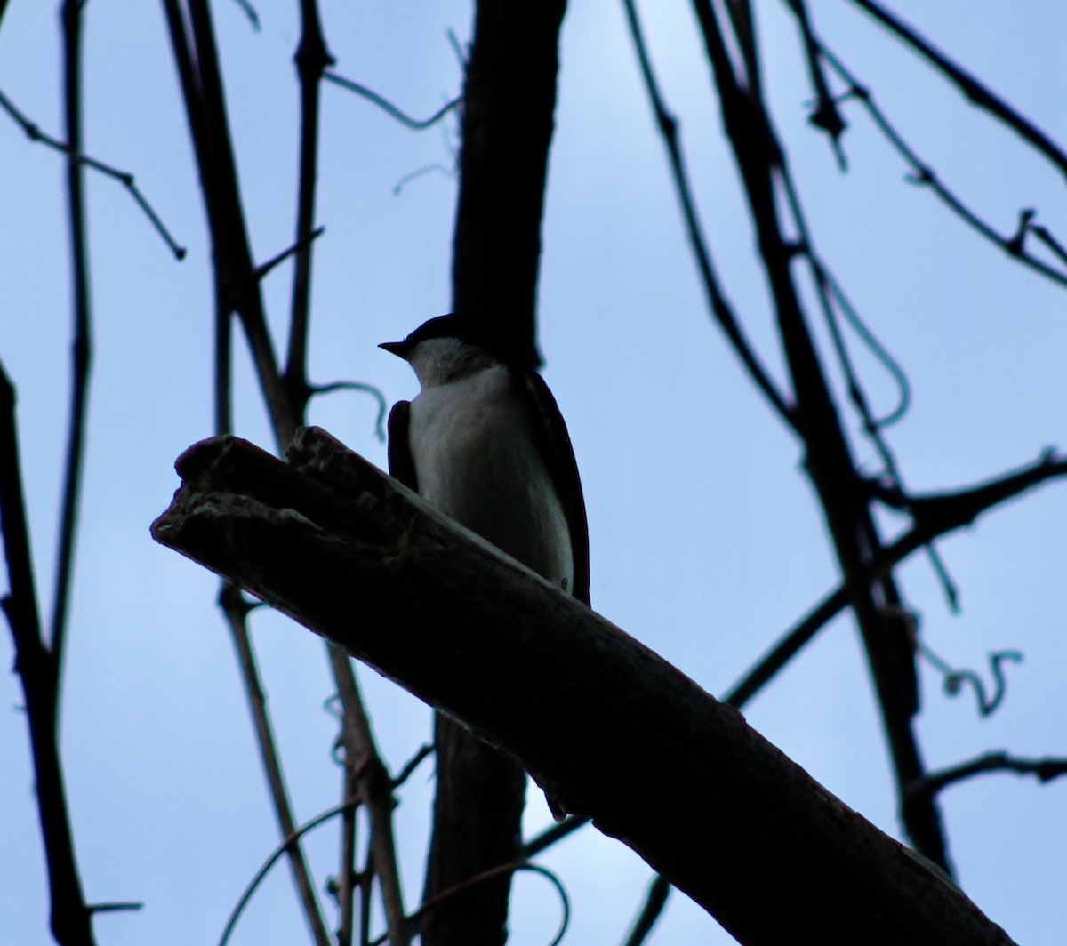 Tree Swallow - kim nordquest