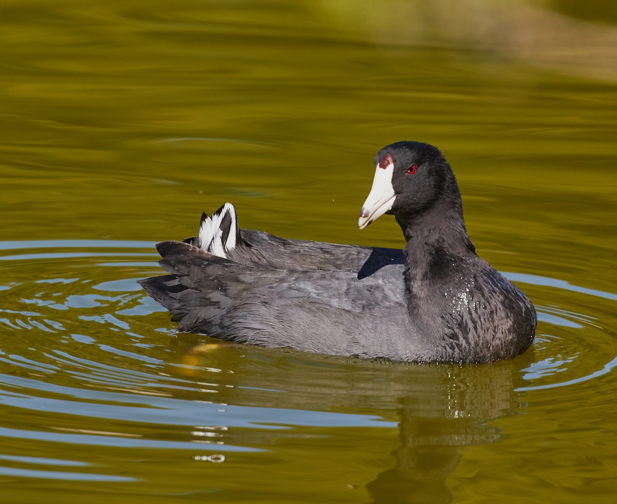 American Coot (Red-shielded) - ML34990641