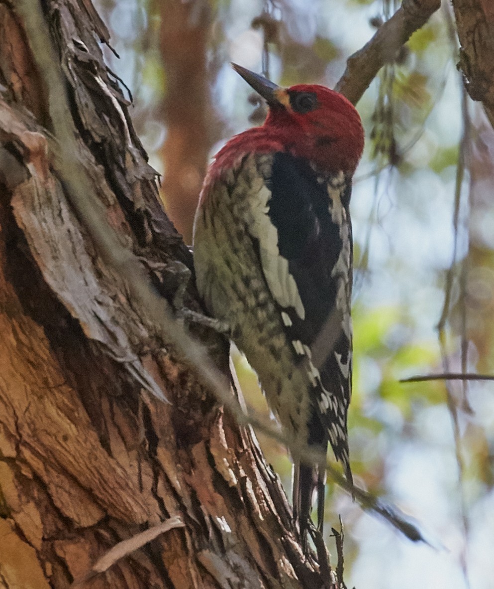 Red-breasted Sapsucker - ML34990681