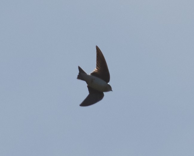 Northern Rough-winged Swallow - ML34990701