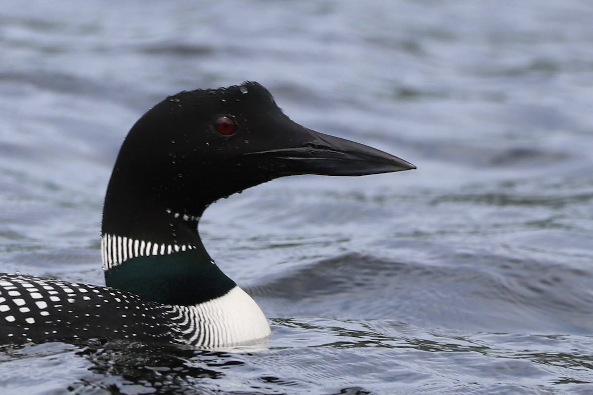 Common Loon - Walter Thorne