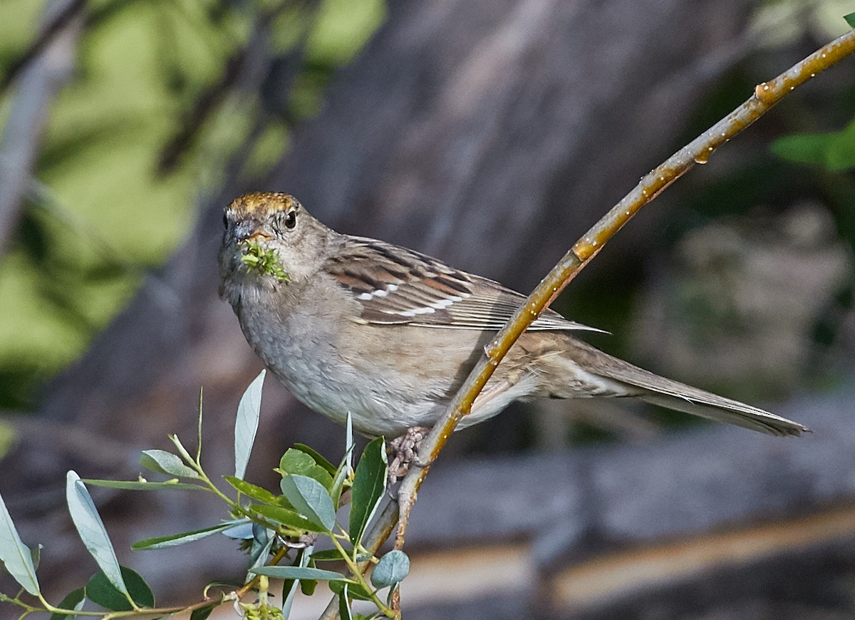 Golden-crowned Sparrow - ML34991001