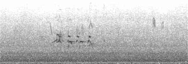 srpatka ibisovitá - ML349916951