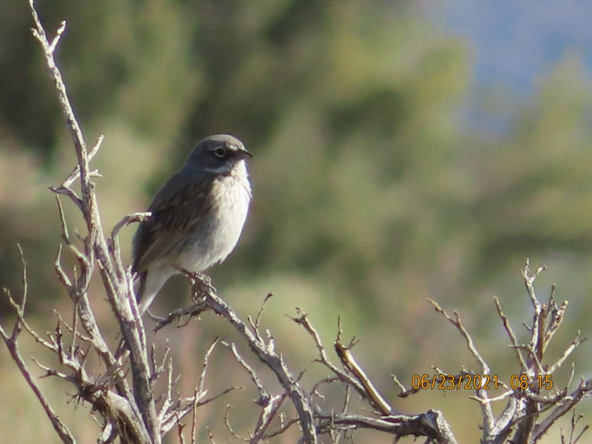 Sagebrush Sparrow - ML349921551