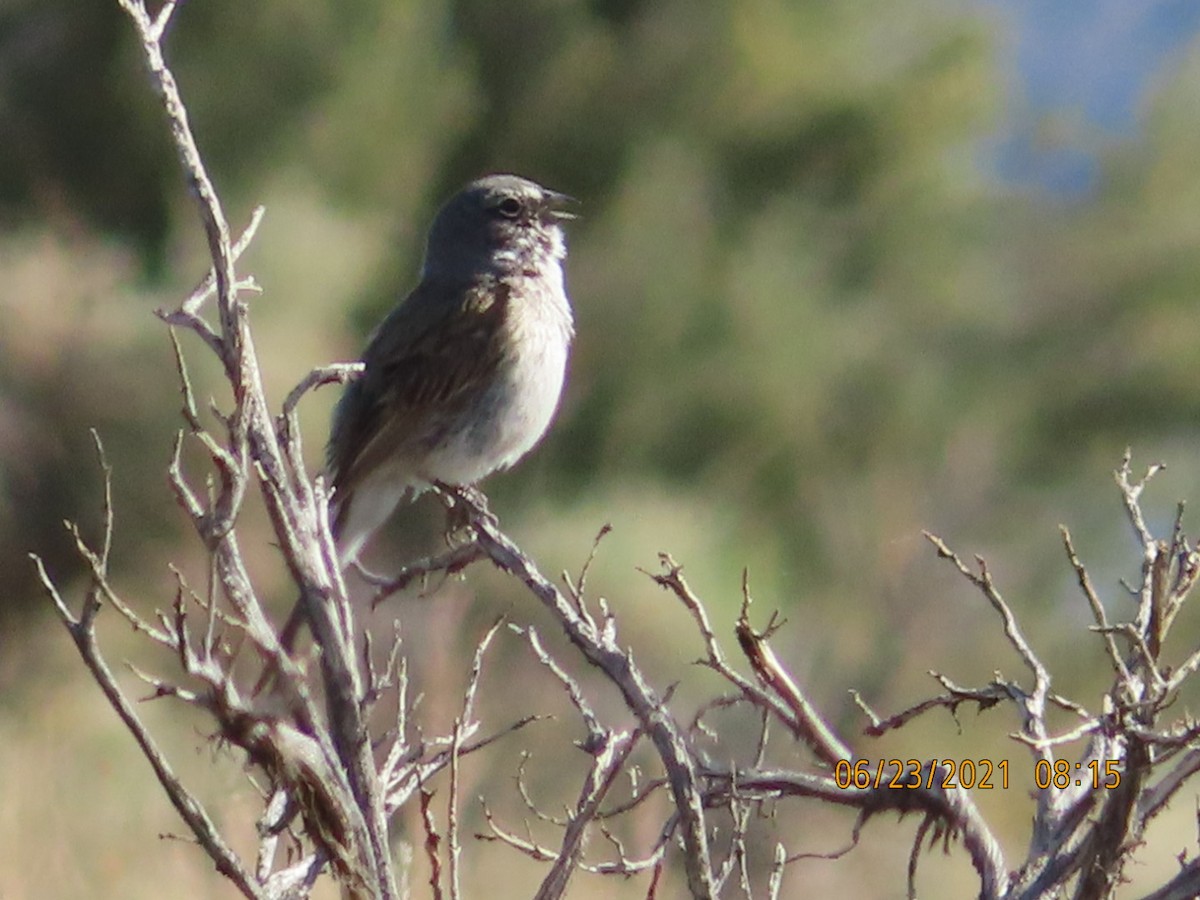 Sagebrush Sparrow - ML349921561