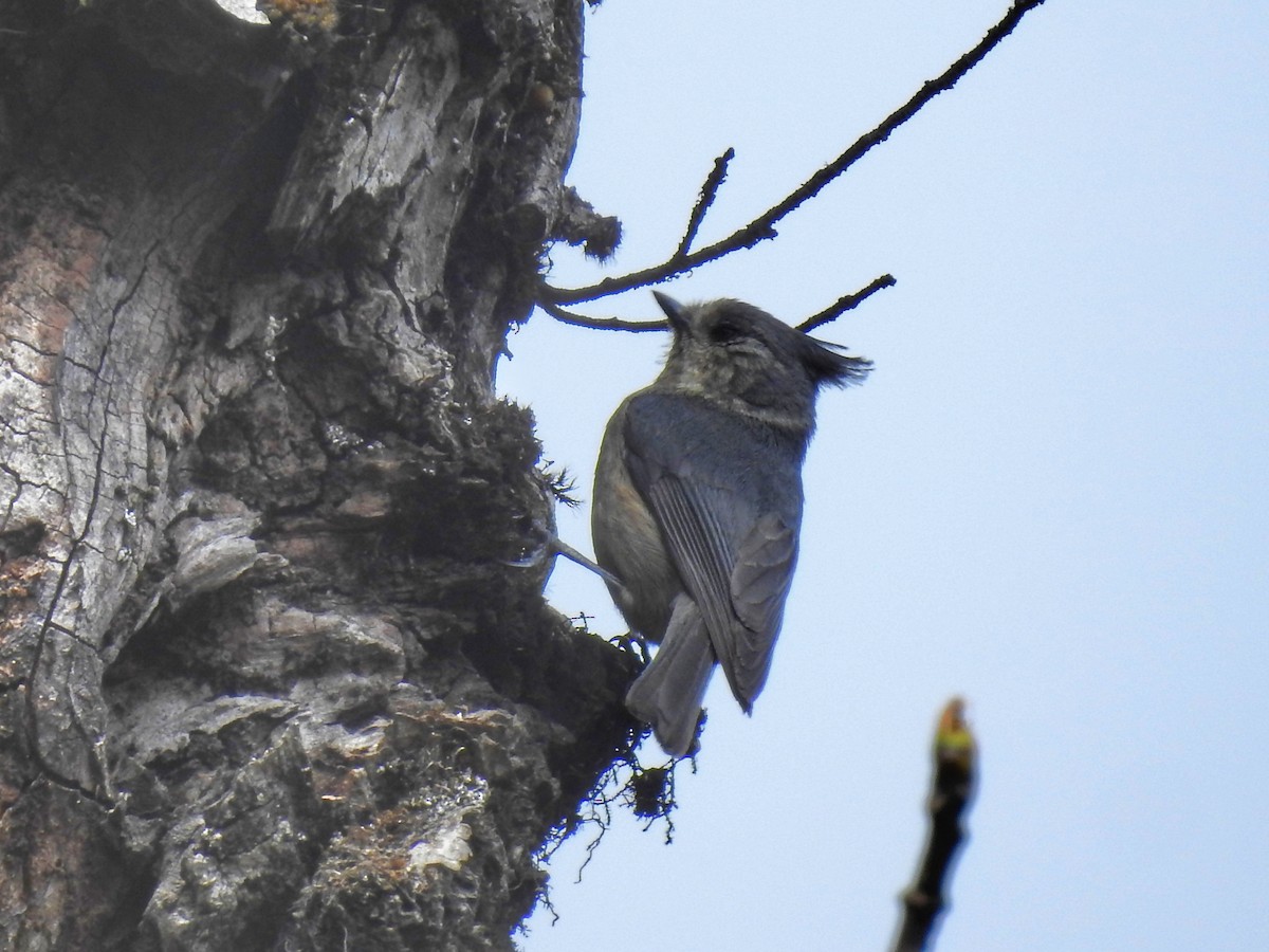 Gray-crested Tit - ML349928821