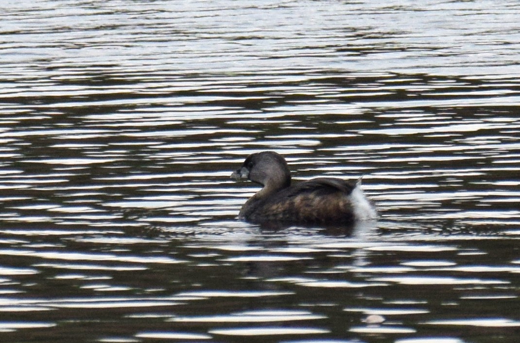 Pied-billed Grebe - Ryan O'Donnell