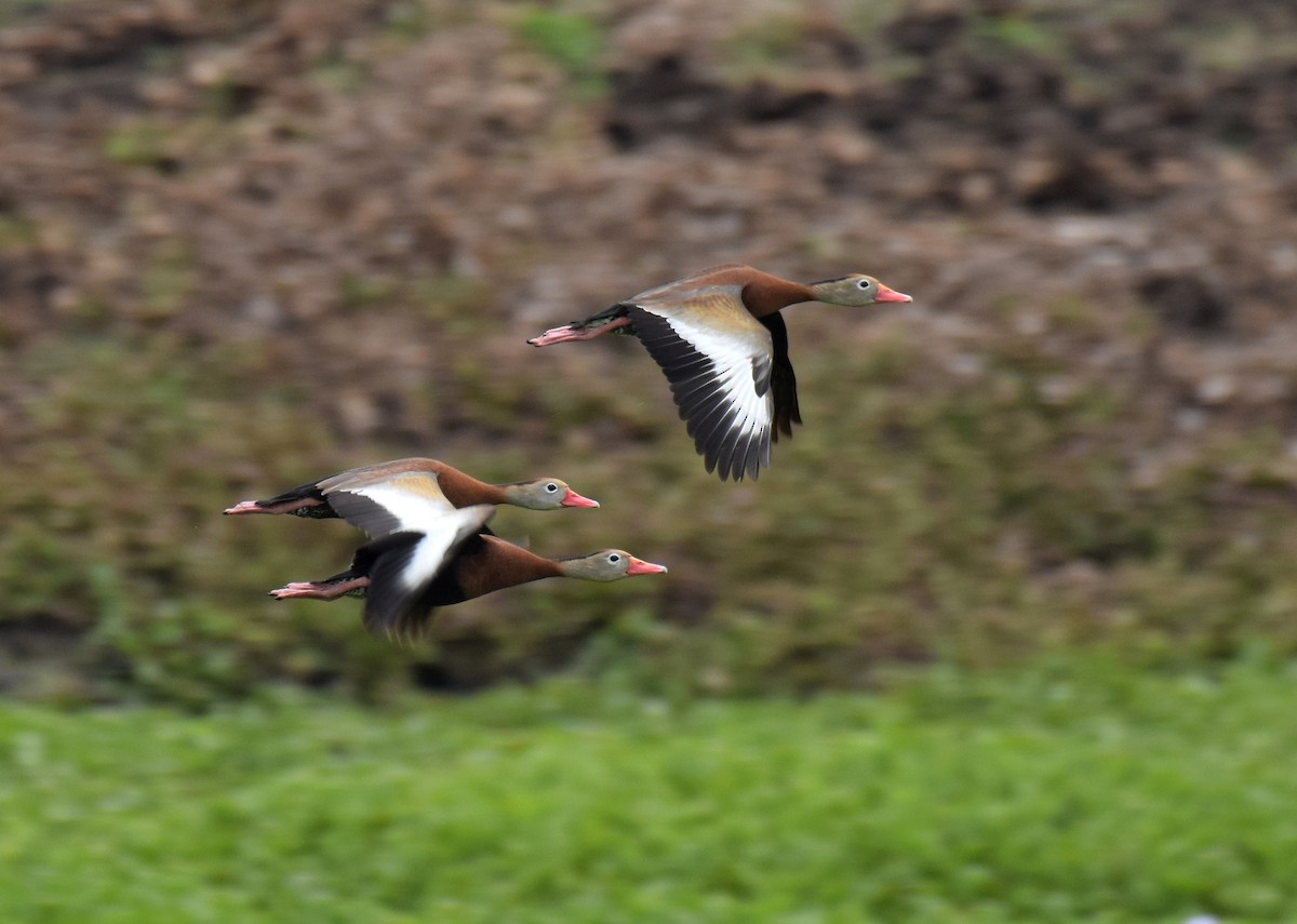 Black-bellied Whistling-Duck (fulgens) - Ryan O'Donnell