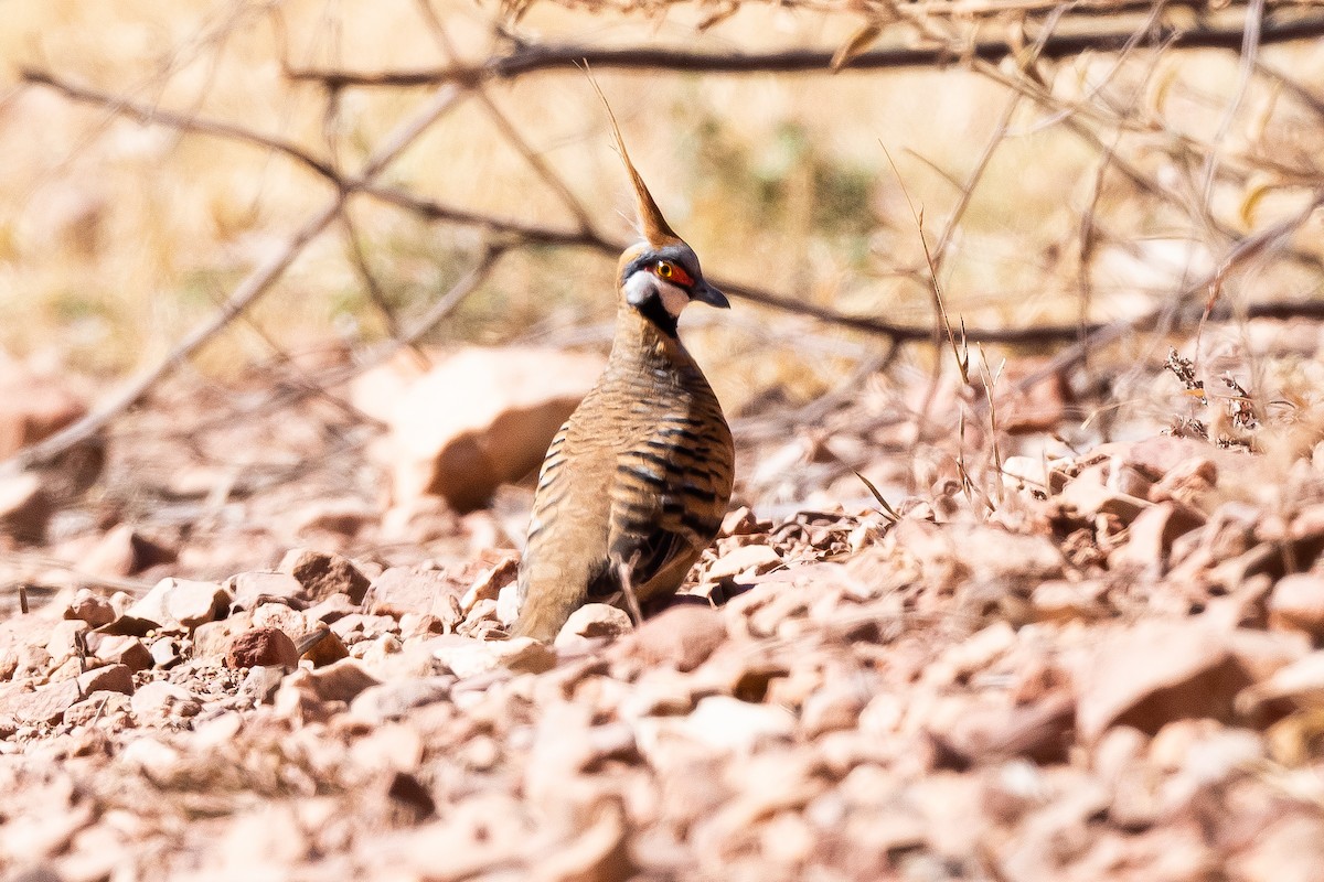 Spinifex Pigeon - ML349935381
