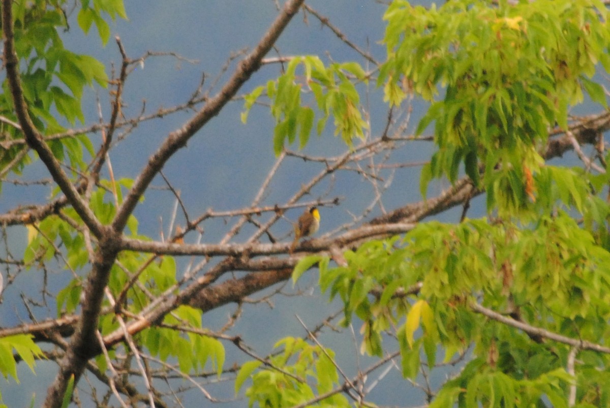 Common Yellowthroat - Patrick Goa